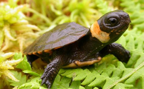 The Bog Turtle