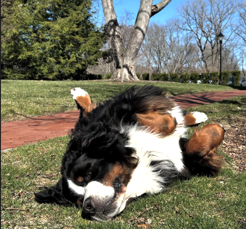 Sachem the Bear Spotlight